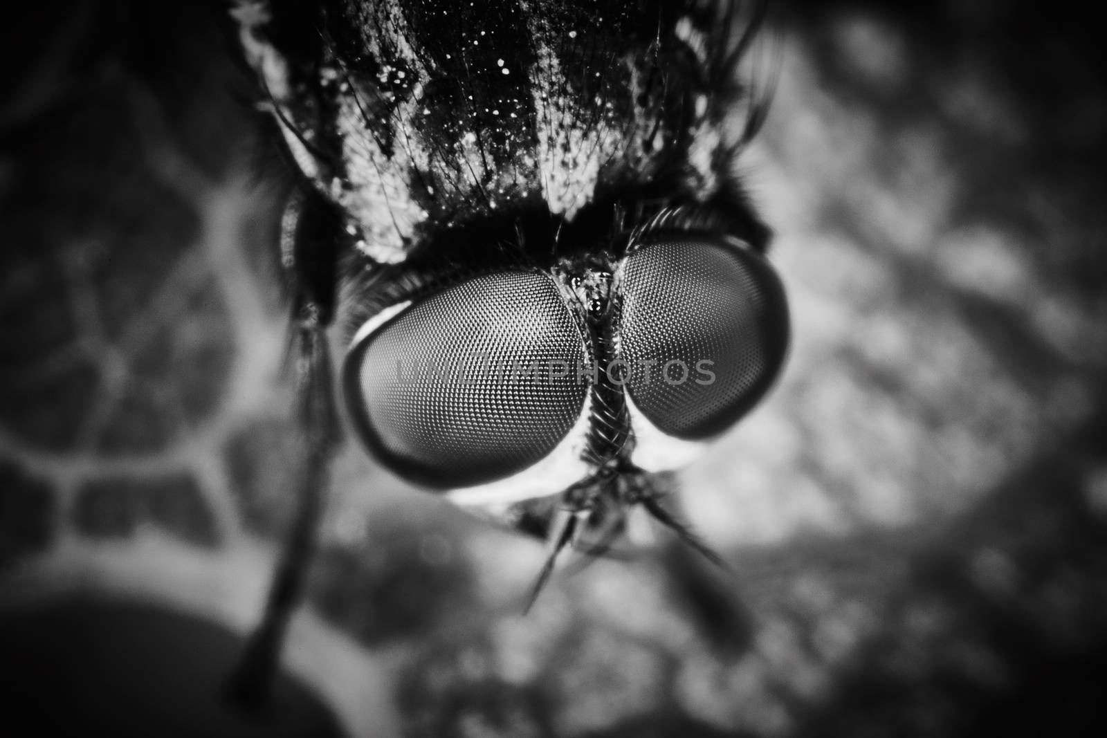 Extreme macro of fly eyes with leaf background