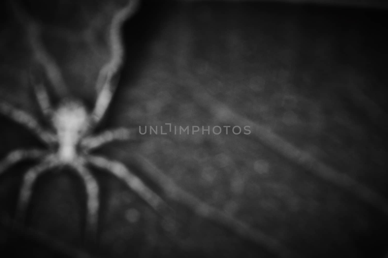 Philodromidae spider horror style extreme macro photo