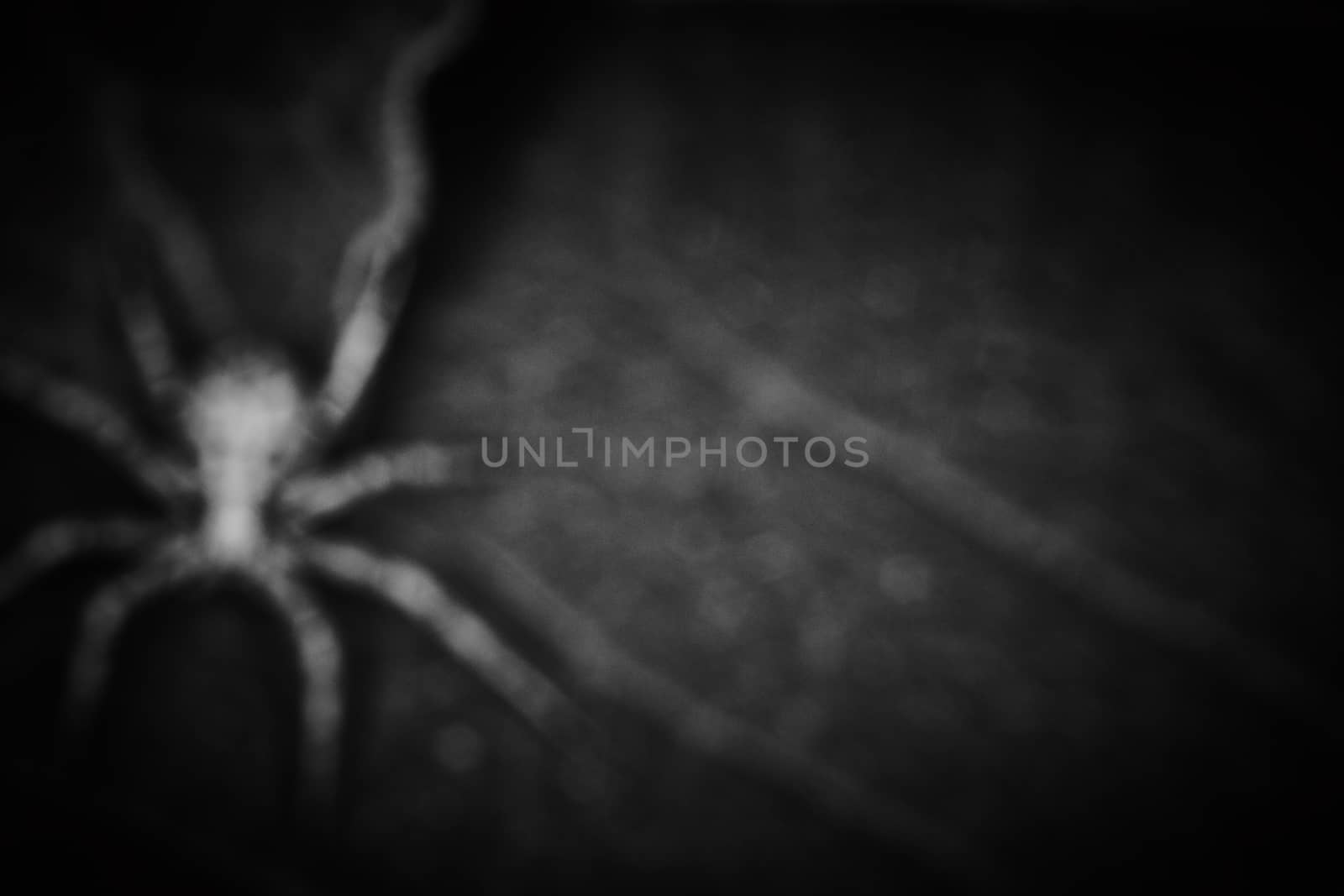 Philodromidae spider horror style extreme macro photo