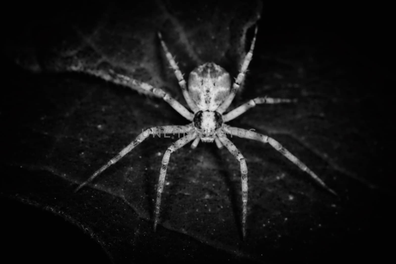 Philodromidae spider horror style extreme macro photo