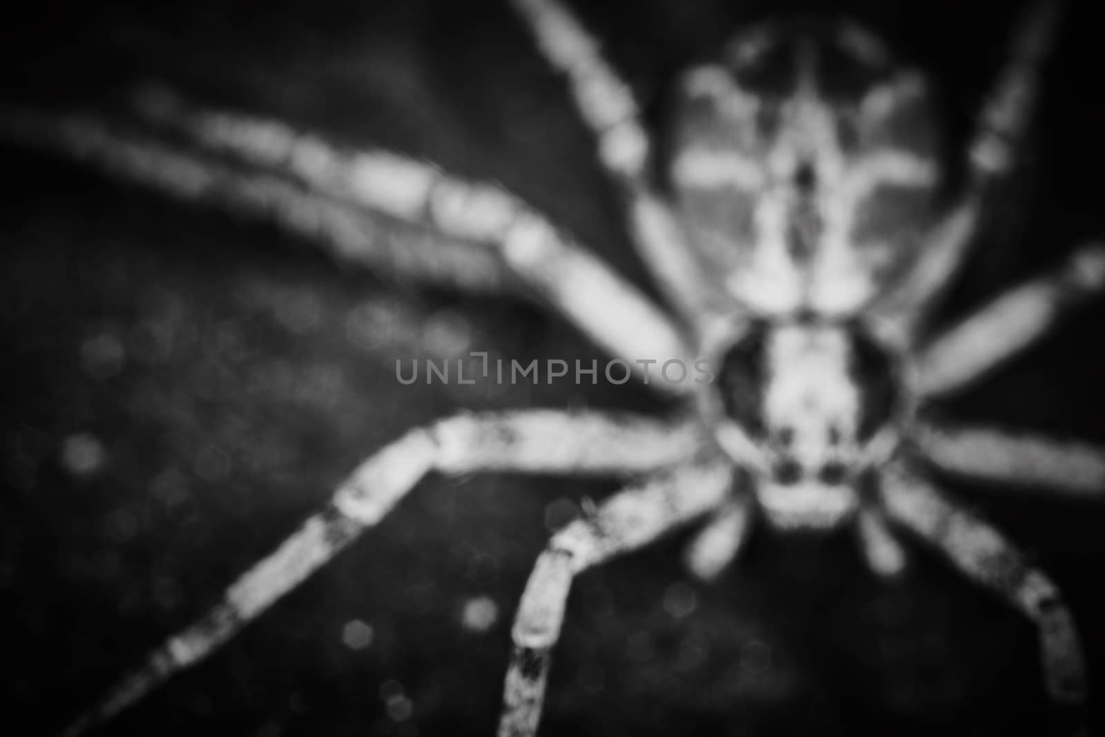 Philodromidae spider horror style extreme macro photo by rasika108