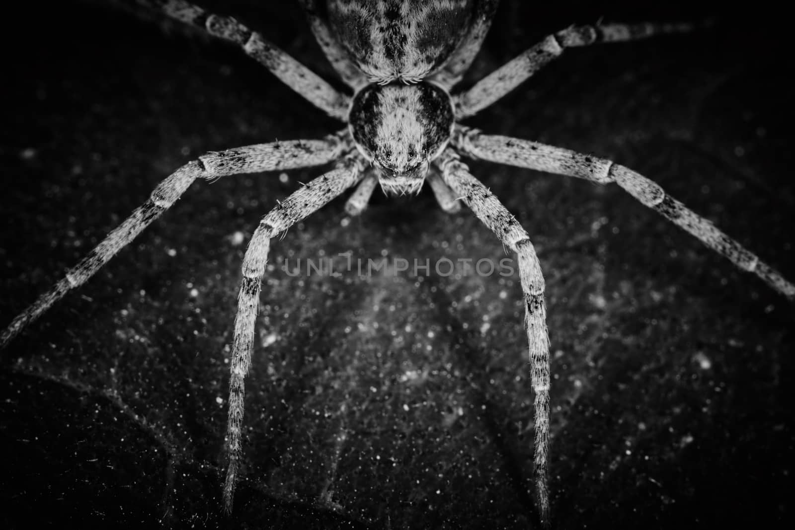 Philodromidae spider horror style extreme macro photo by rasika108