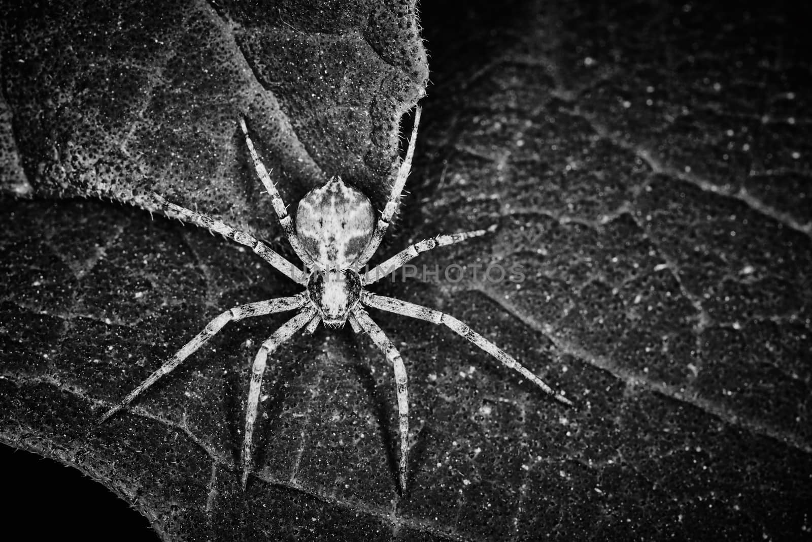 Philodromidae spider horror style extreme macro photo