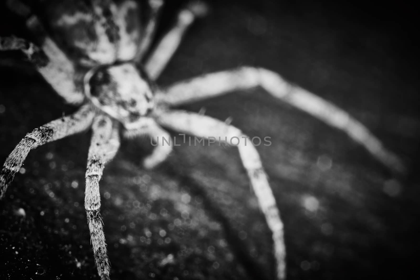 Philodromidae spider horror style extreme macro photo