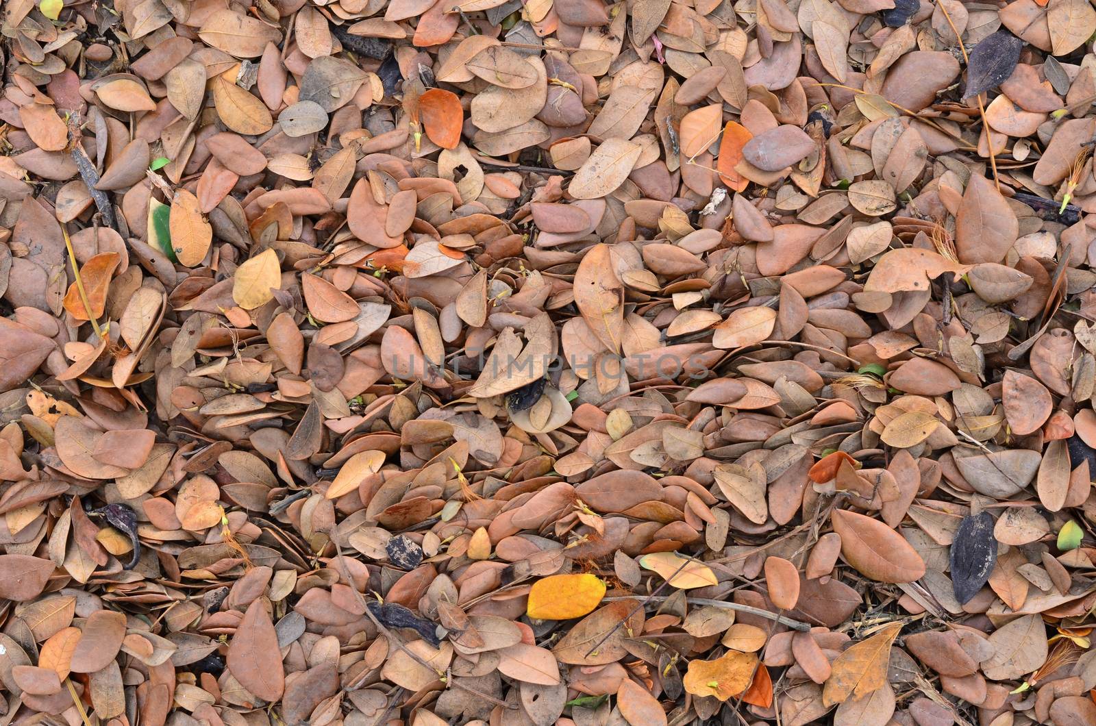 top view of Dried brown Leaf  Background