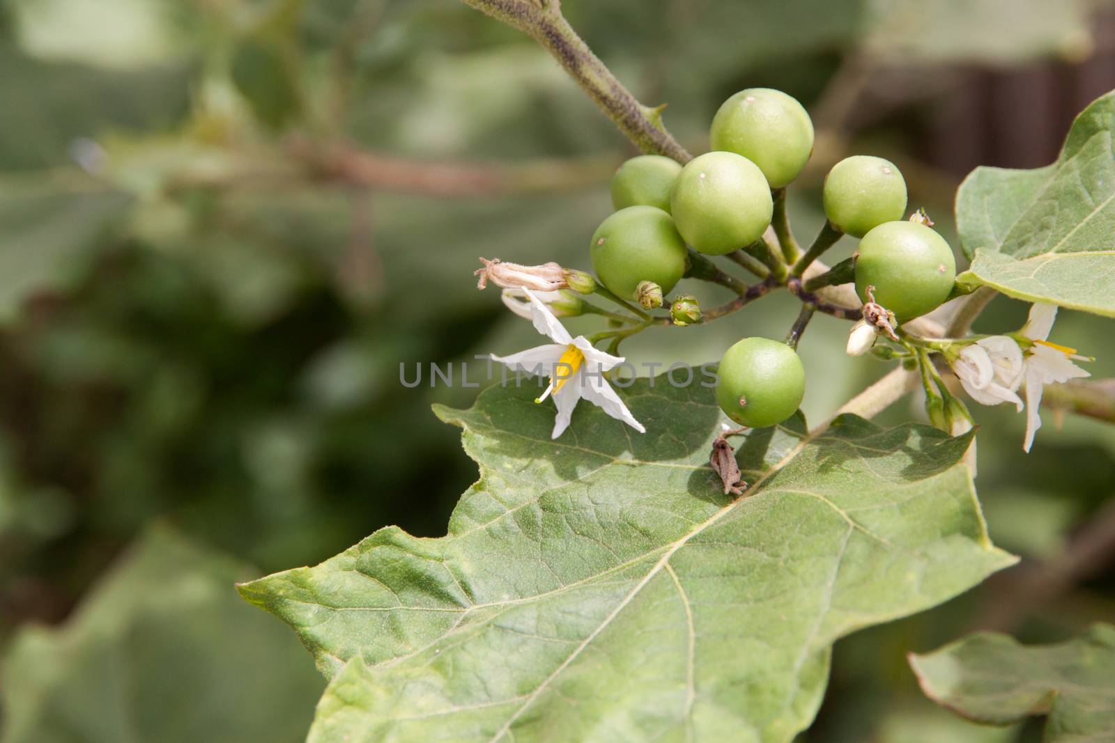 Little eggplant or turkey berry Fresh fruit on the tree