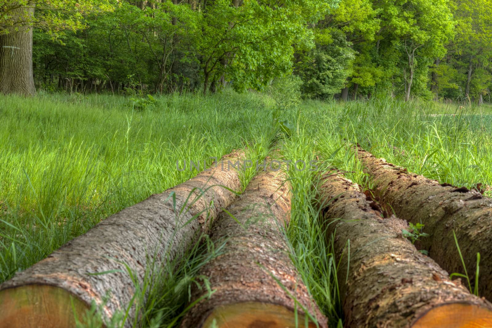 Germany: Logs In The Forest In Lower Saxony