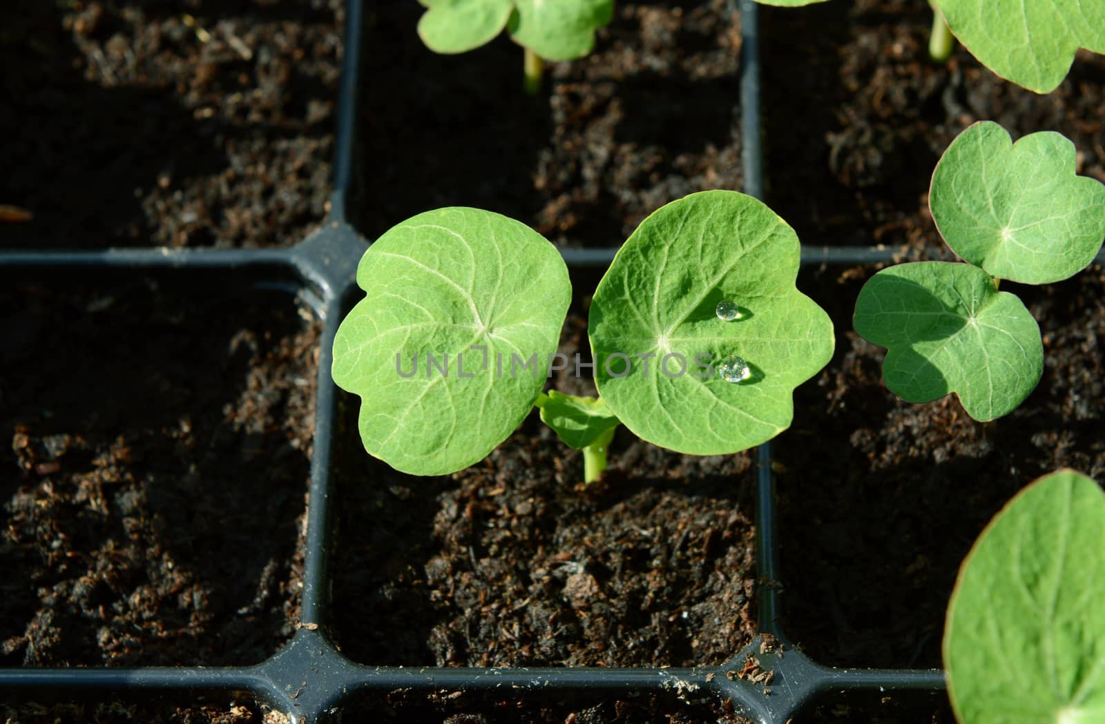 Nasturtium seedling with water droplets on green leaf. Young plants growing in a seed tray.