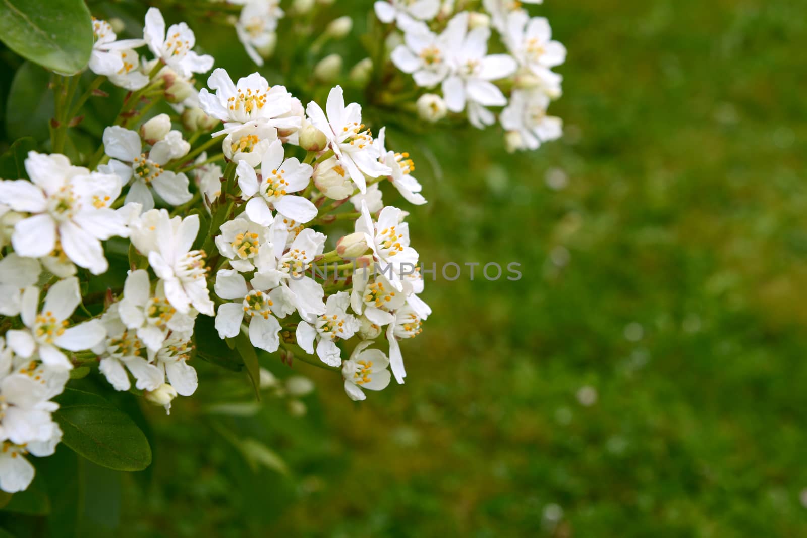 Fragrant white choisya flowers against green grass background - the shrub is also known as Mexican orange blossom or mock orange.