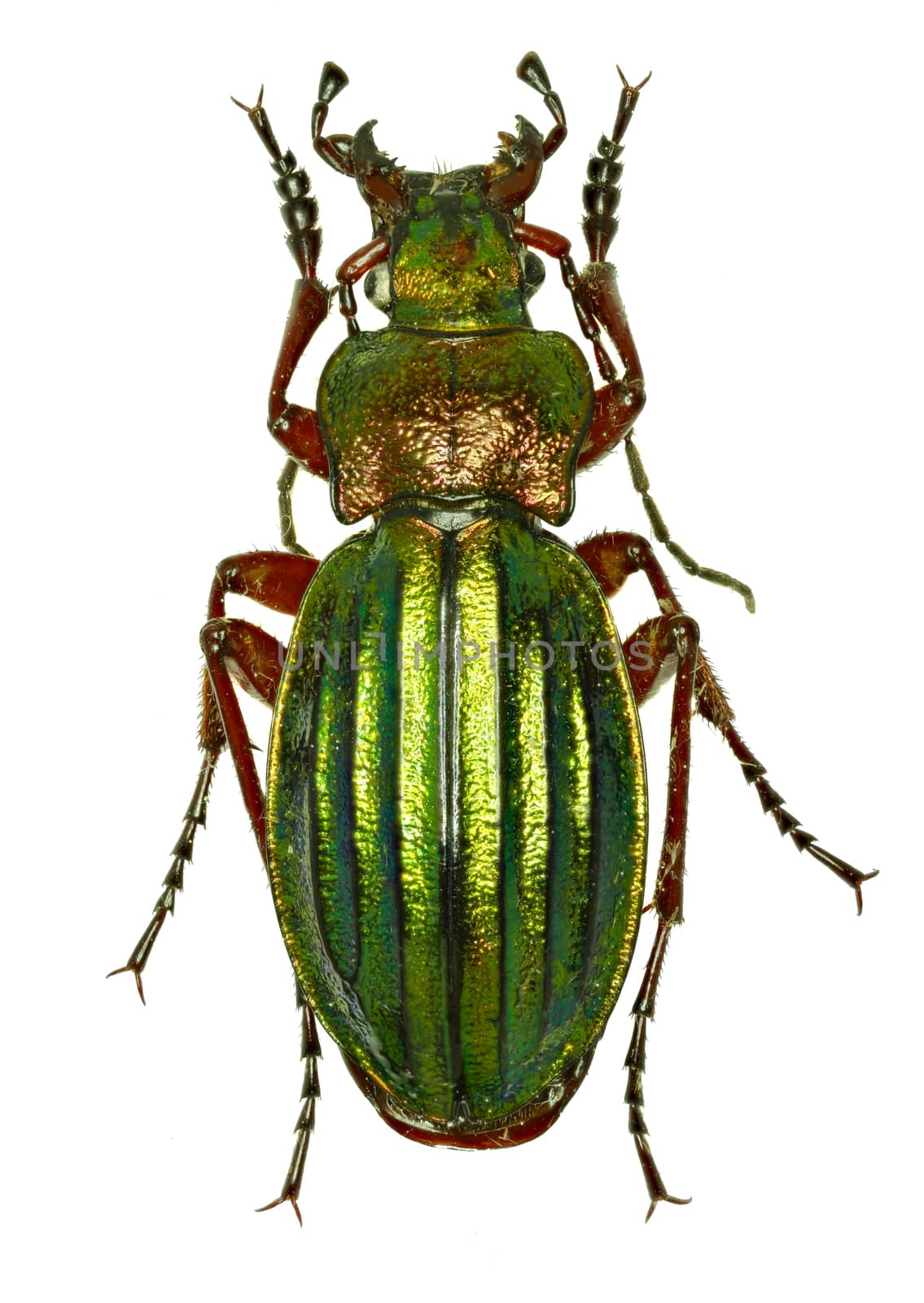Golden Ground Beetle on white Background  -  Carabus auronitens (Fabricius, 1792)