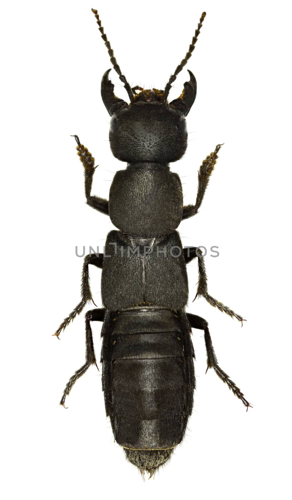 Devil's Coach Horse Beetle on white Background  -  Ocypus olens (O. F. Müller, 1764) by gstalker