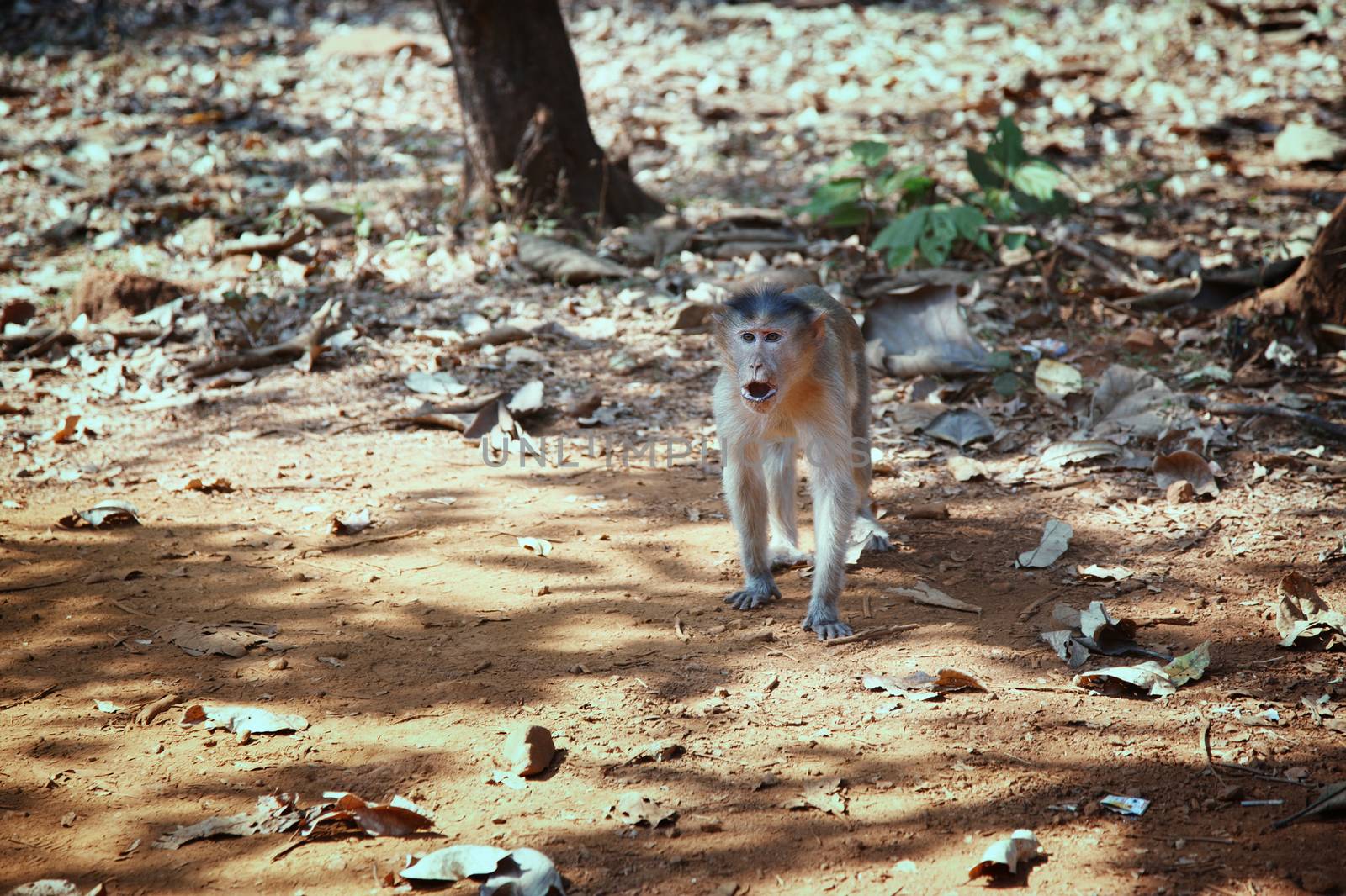 Wild monkey in the jungle of India