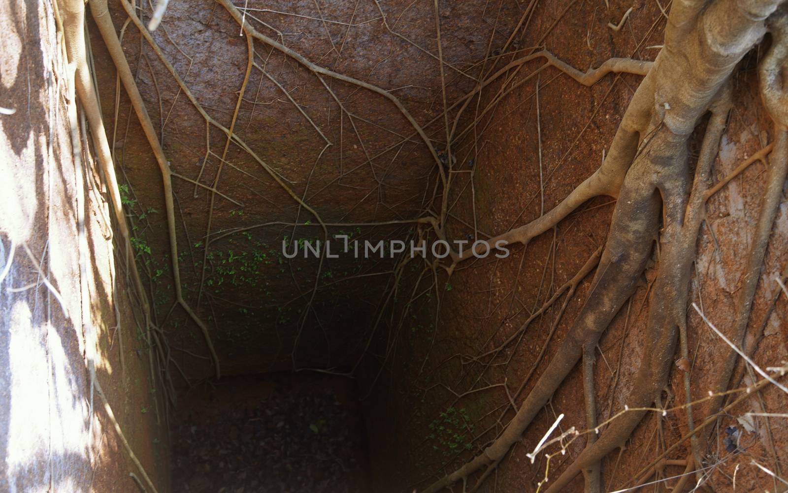 Ancient deep well with roots of banyan tree by Novic