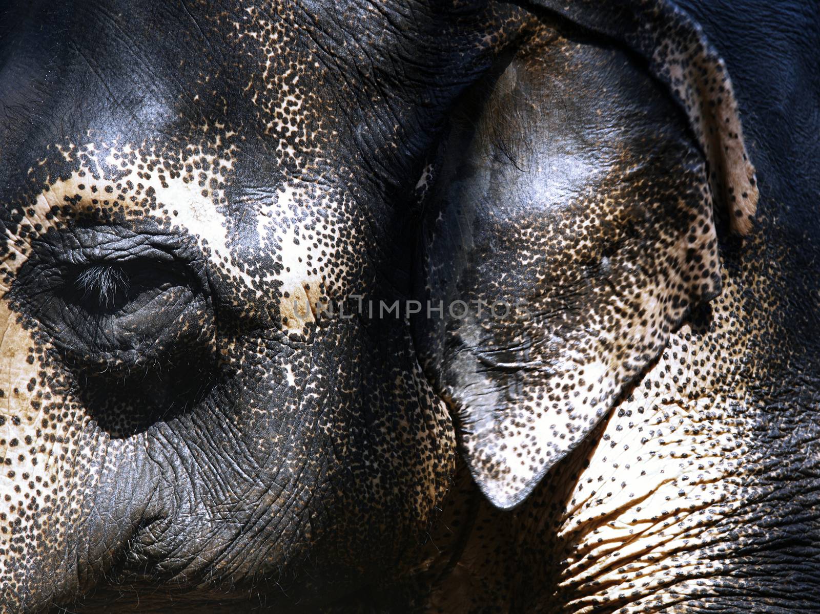 Close-up view on Indian Elephant