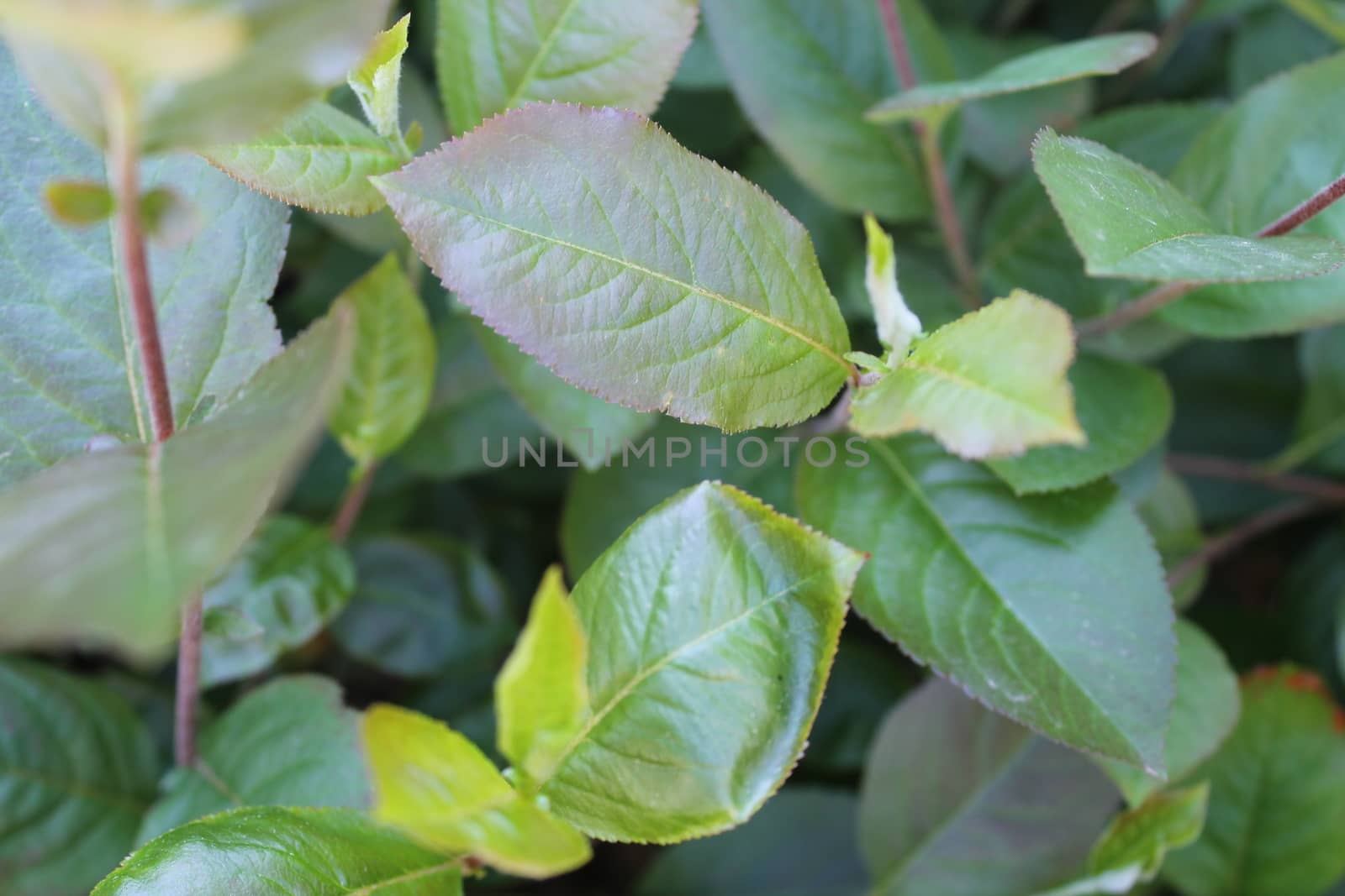 Fresh and green leaves. Herb background. Nature