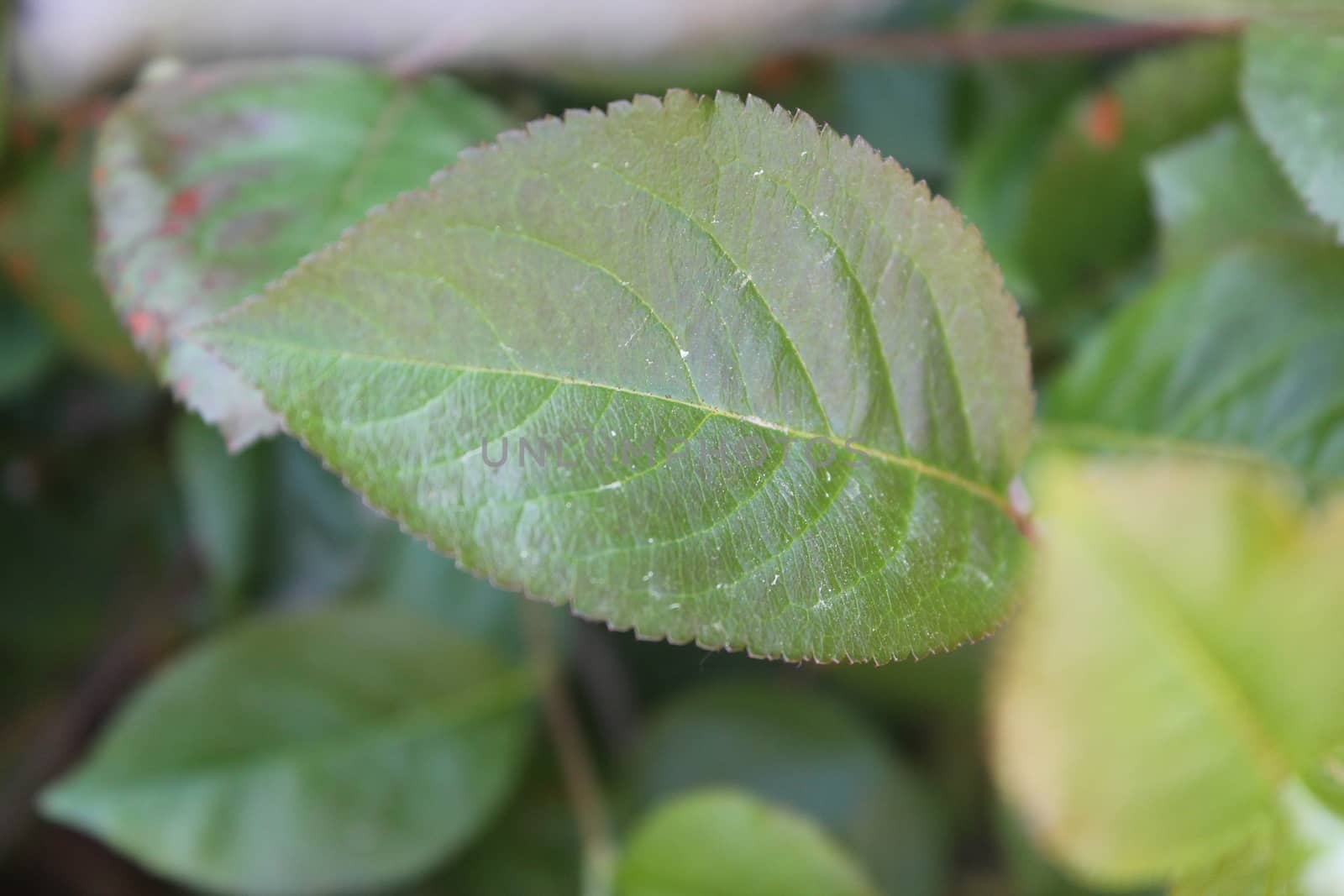 Fresh and green leaves. Herb background. Nature