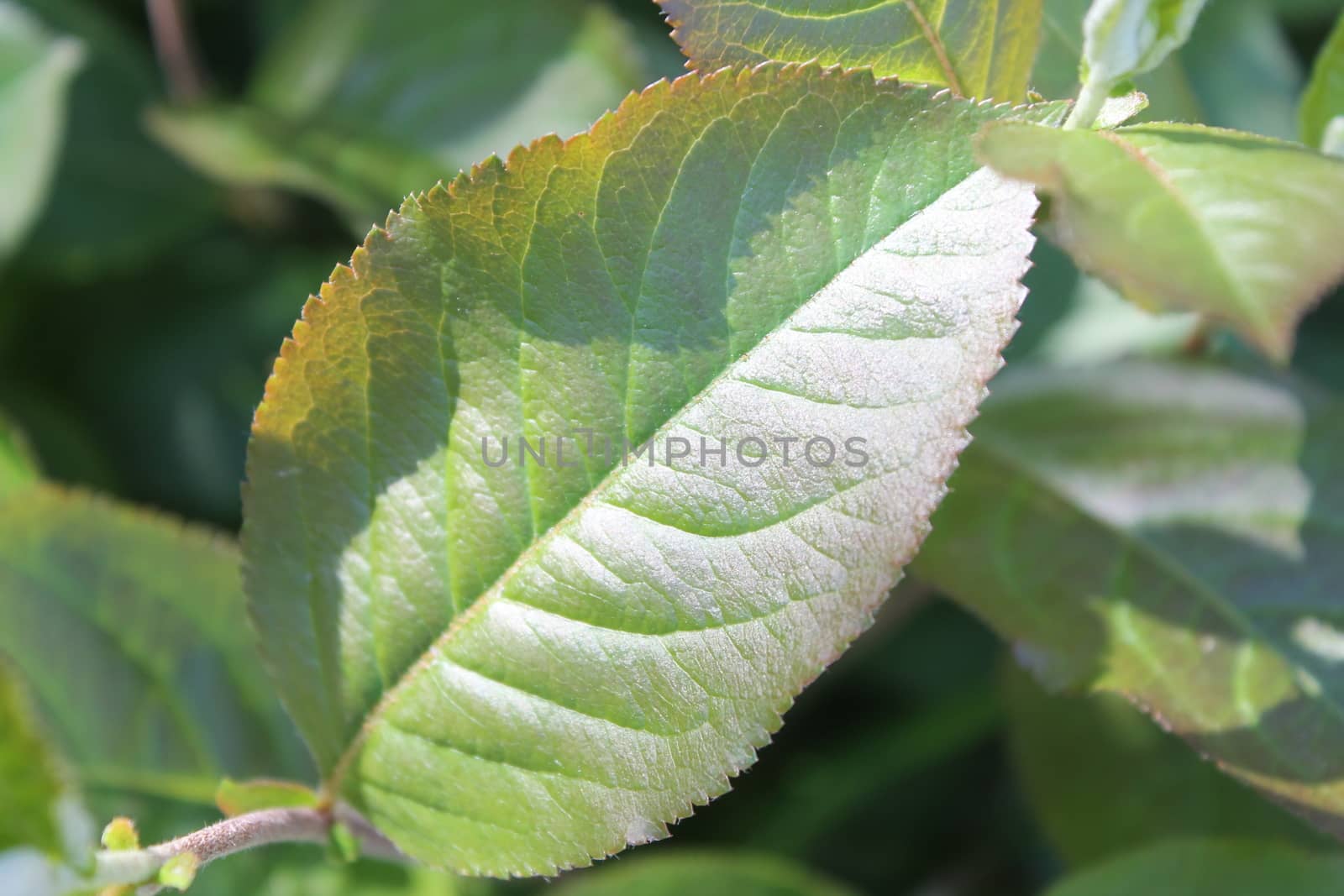 Fresh and green leaves. Herb background. Nature
