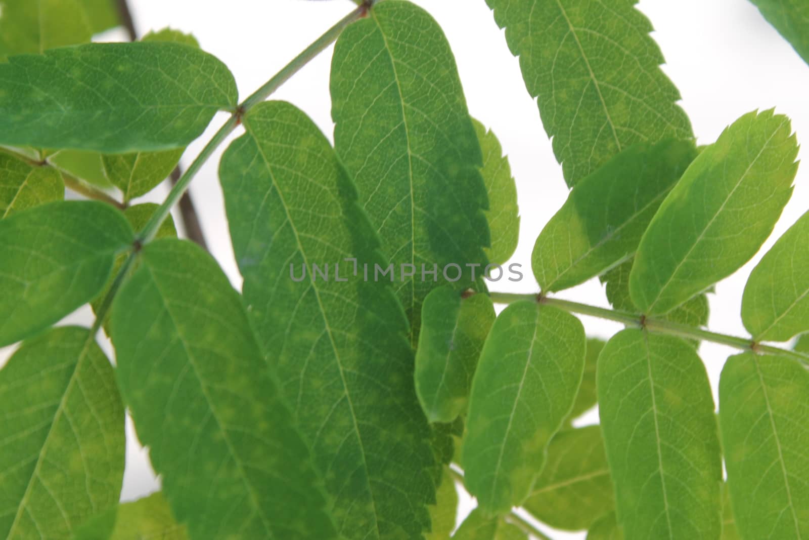 Fresh and green leaves. Herb background. Nature