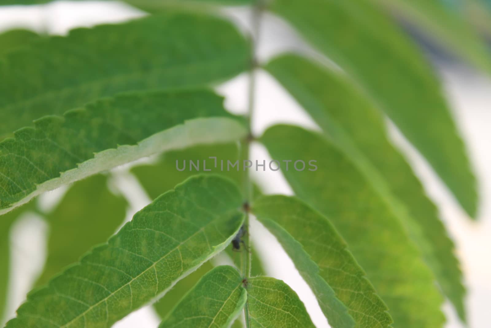 Fresh and green leaves. Herb background. Nature