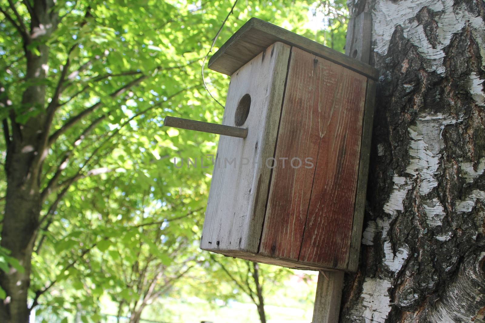 A birdhouse on a tree in a forest.