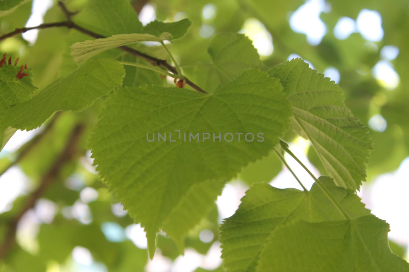 Fresh and green leaves. Herb background. Nature