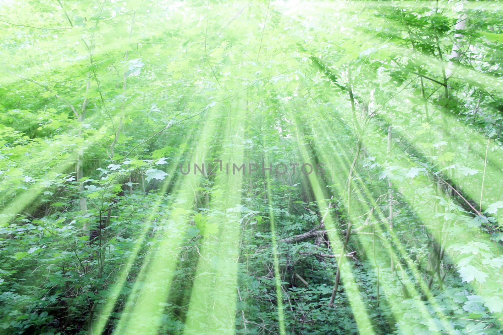 Magic forest. Composition with rays of light. Nature background