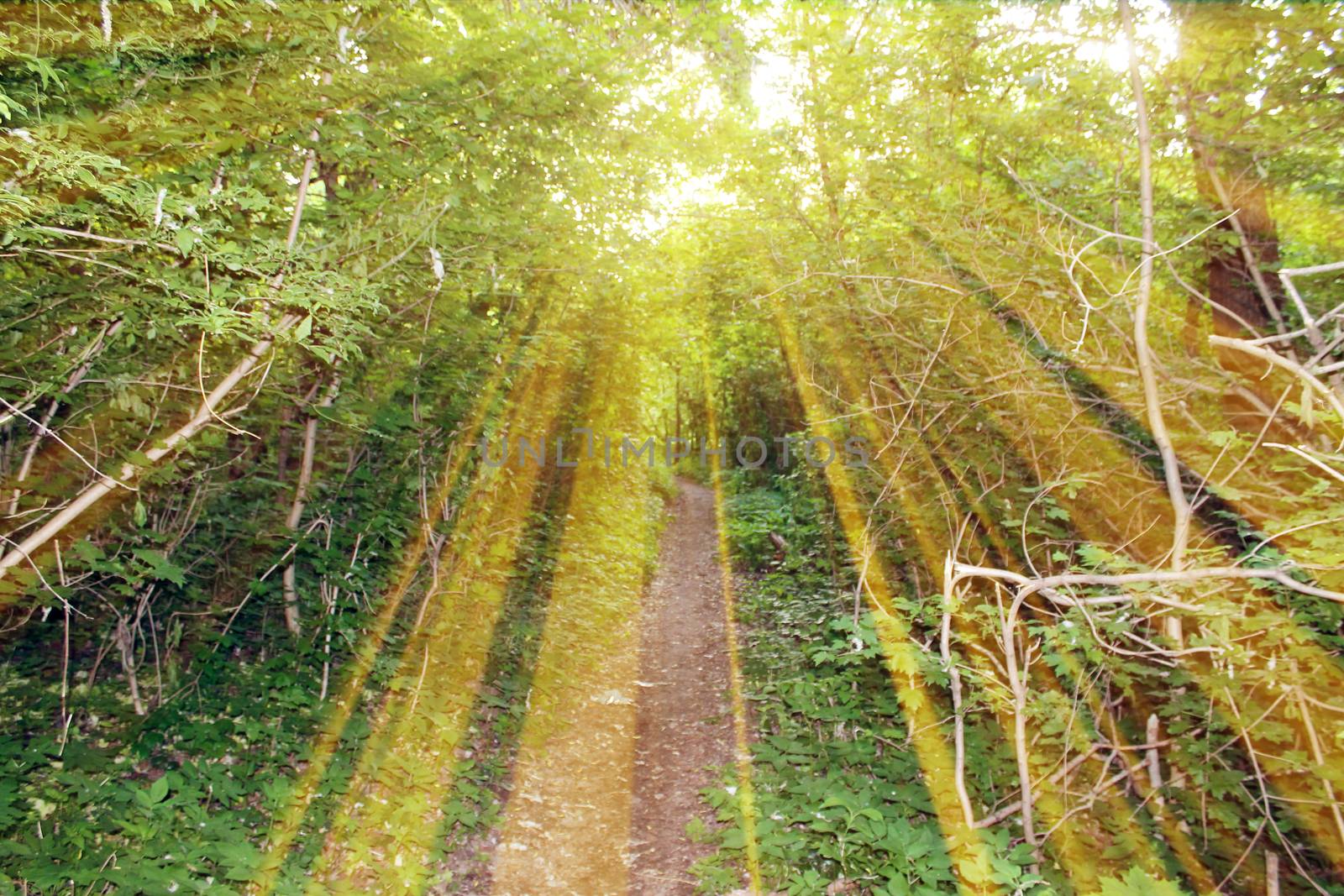 Magical road in the forest. Composition with rays of light.