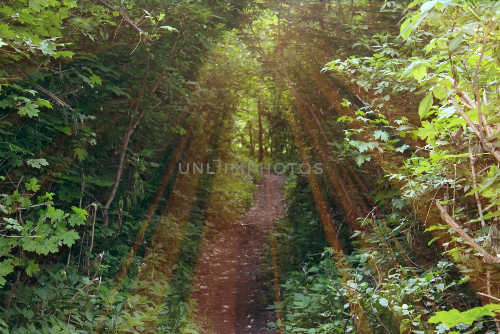 Magical road in the forest. Composition with rays of light.