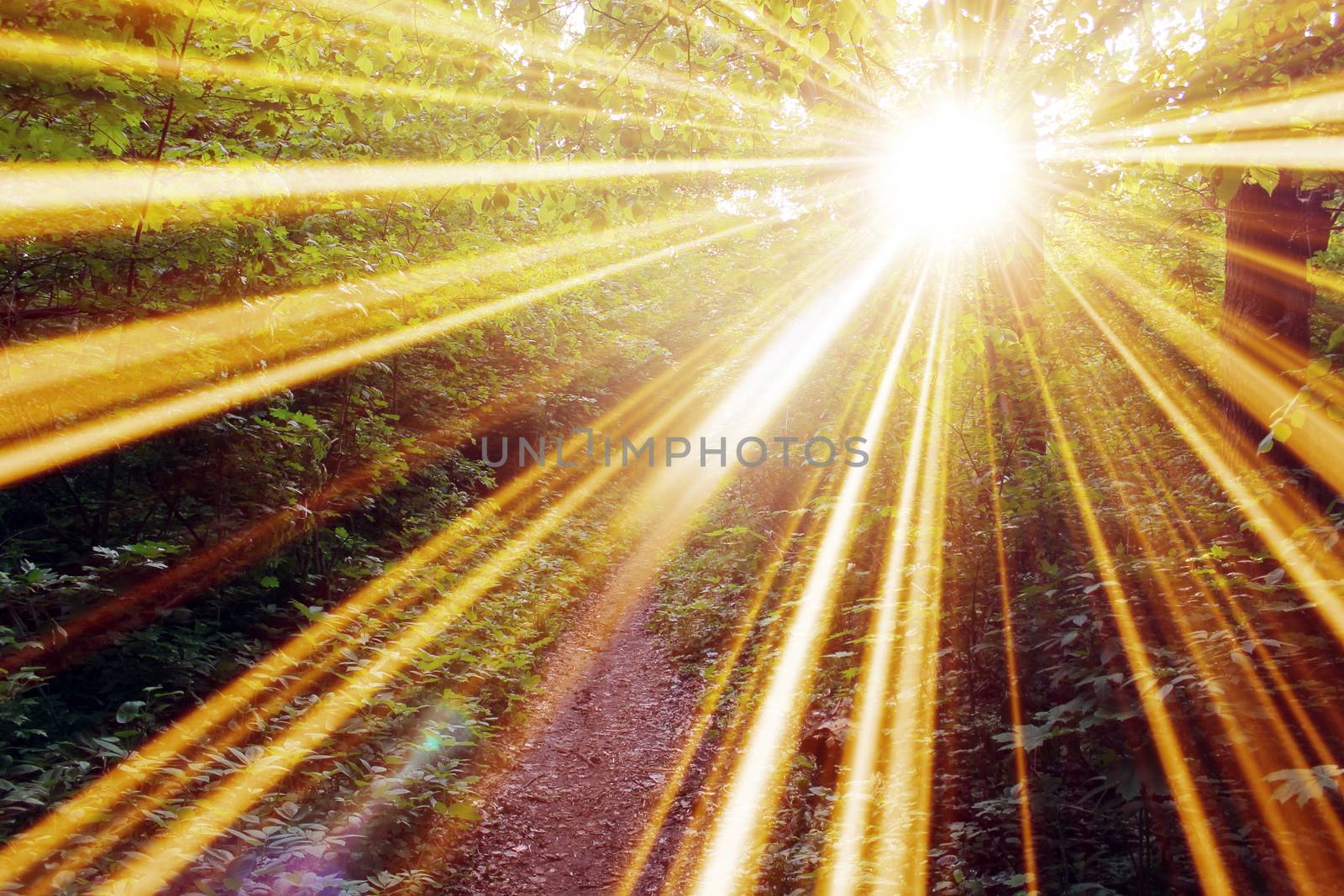 Magical road in the forest. Composition with rays of light.