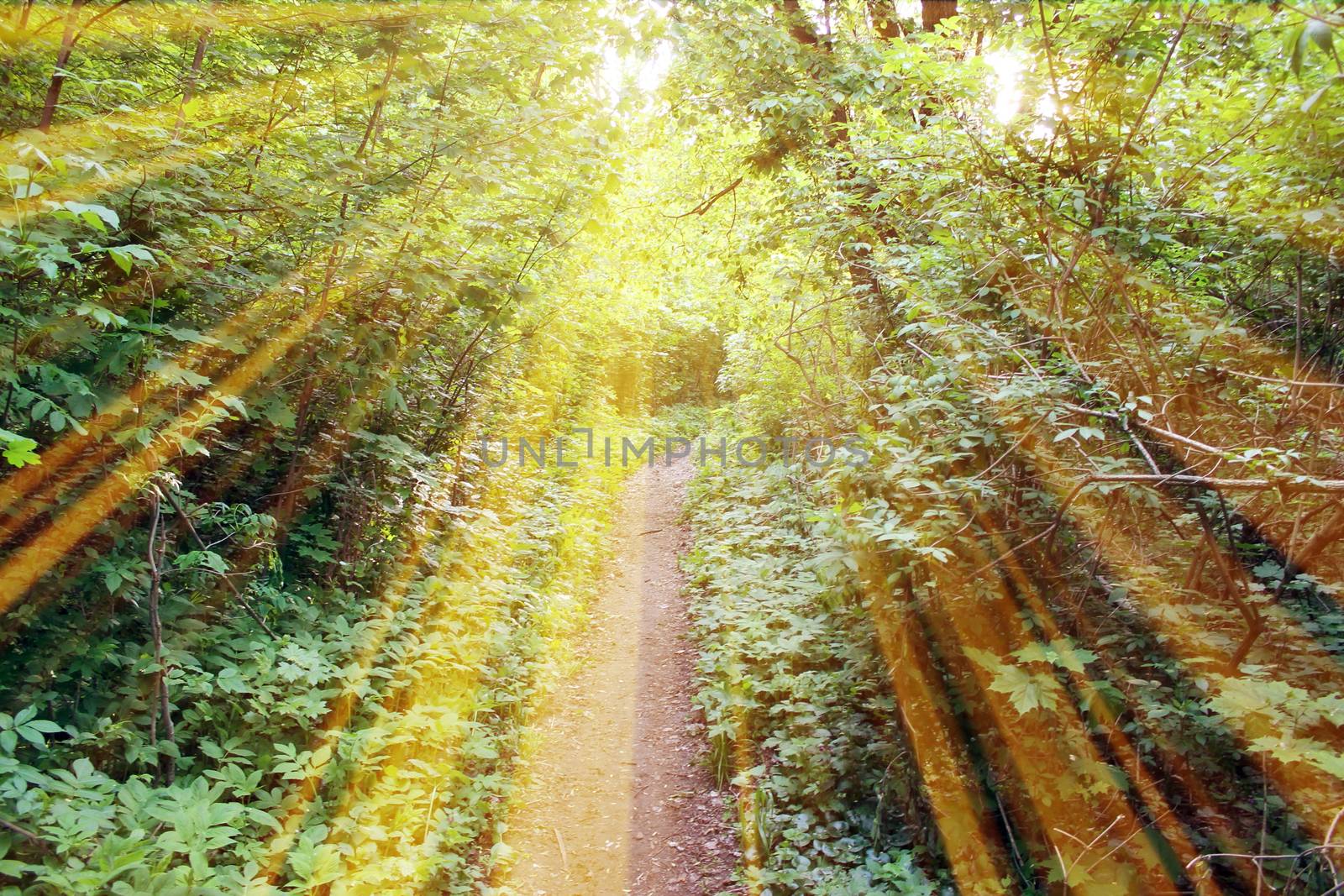 Magical road in the forest. Composition with rays of light.