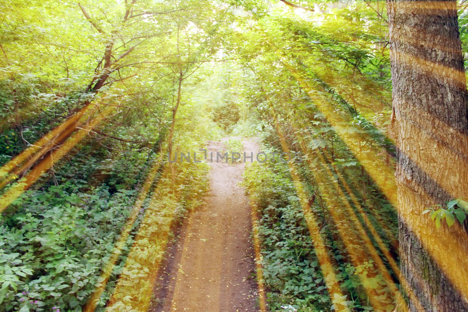 Magical road in the forest. Composition with rays of light.