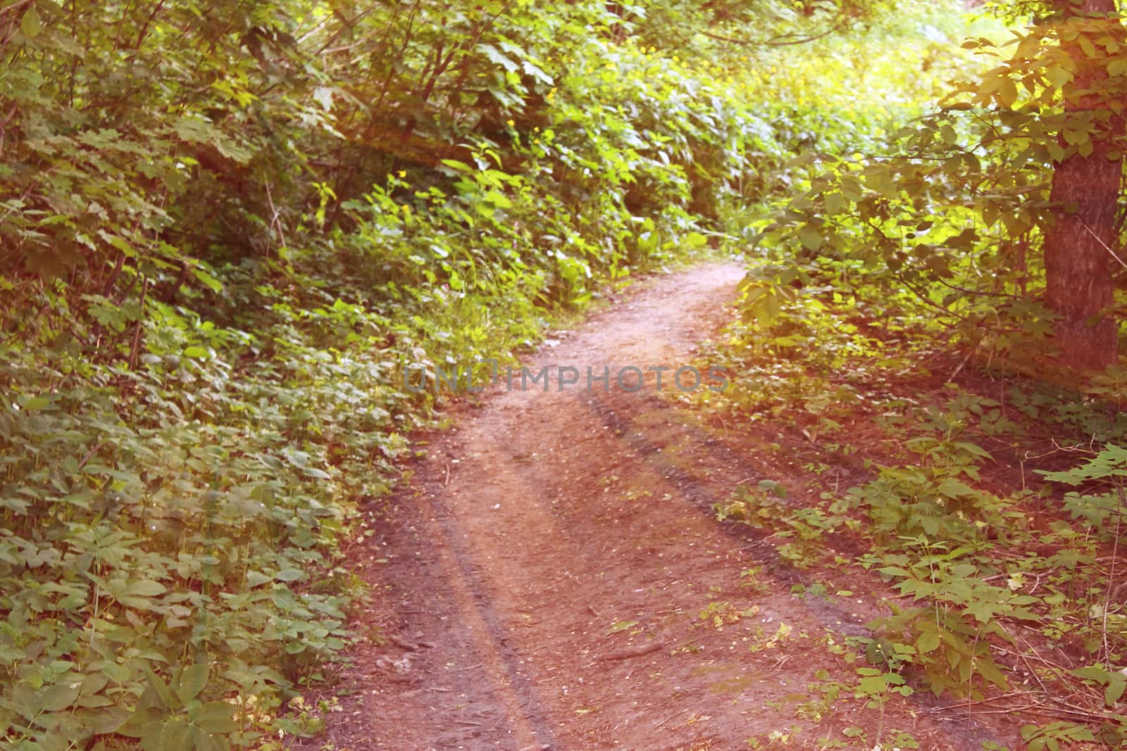 Magical road in the forest. Composition with rays of light.