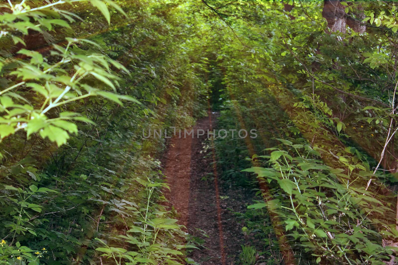Magical road in the forest. Composition with rays of light.