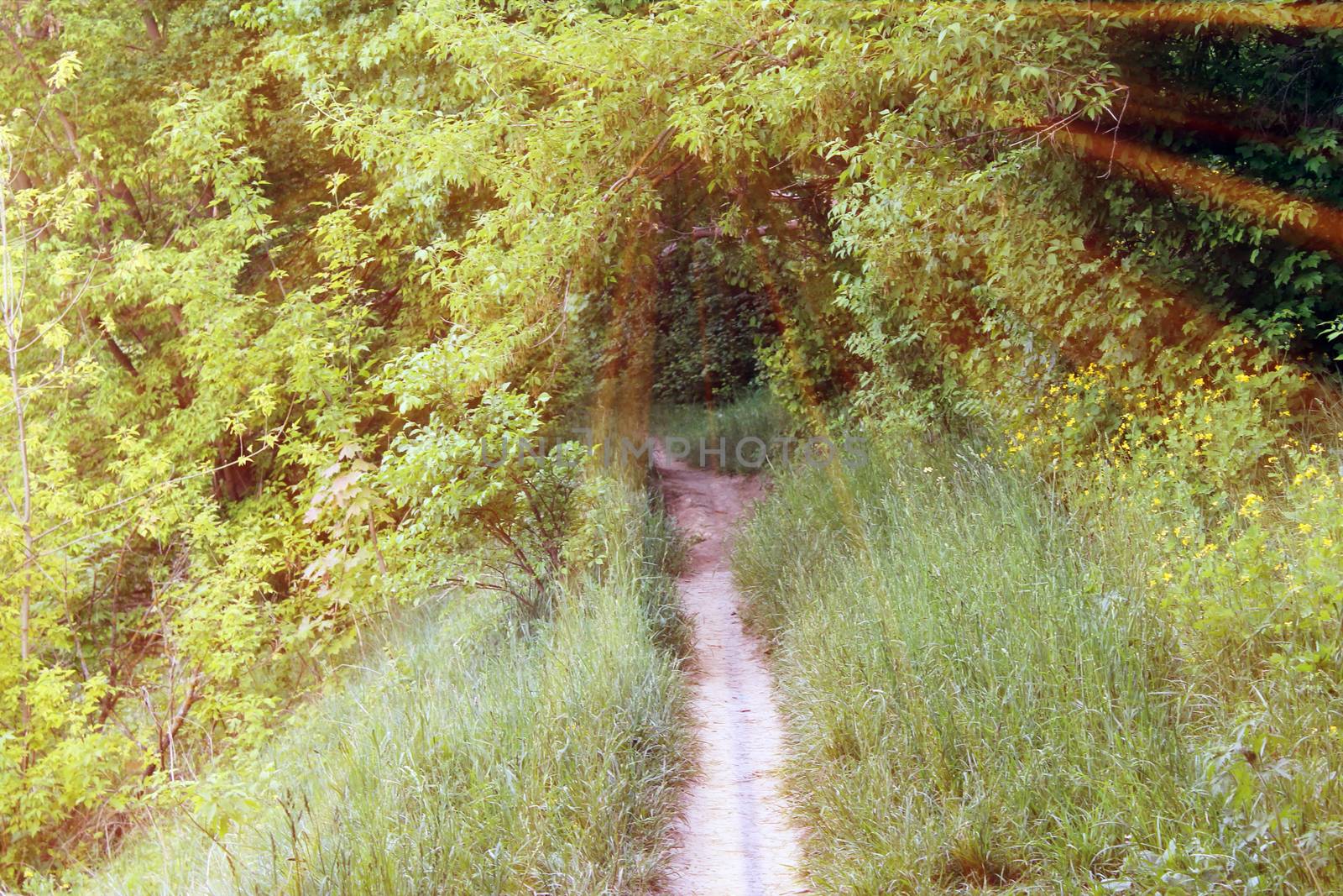 Magical road in the forest. Composition with rays of light.