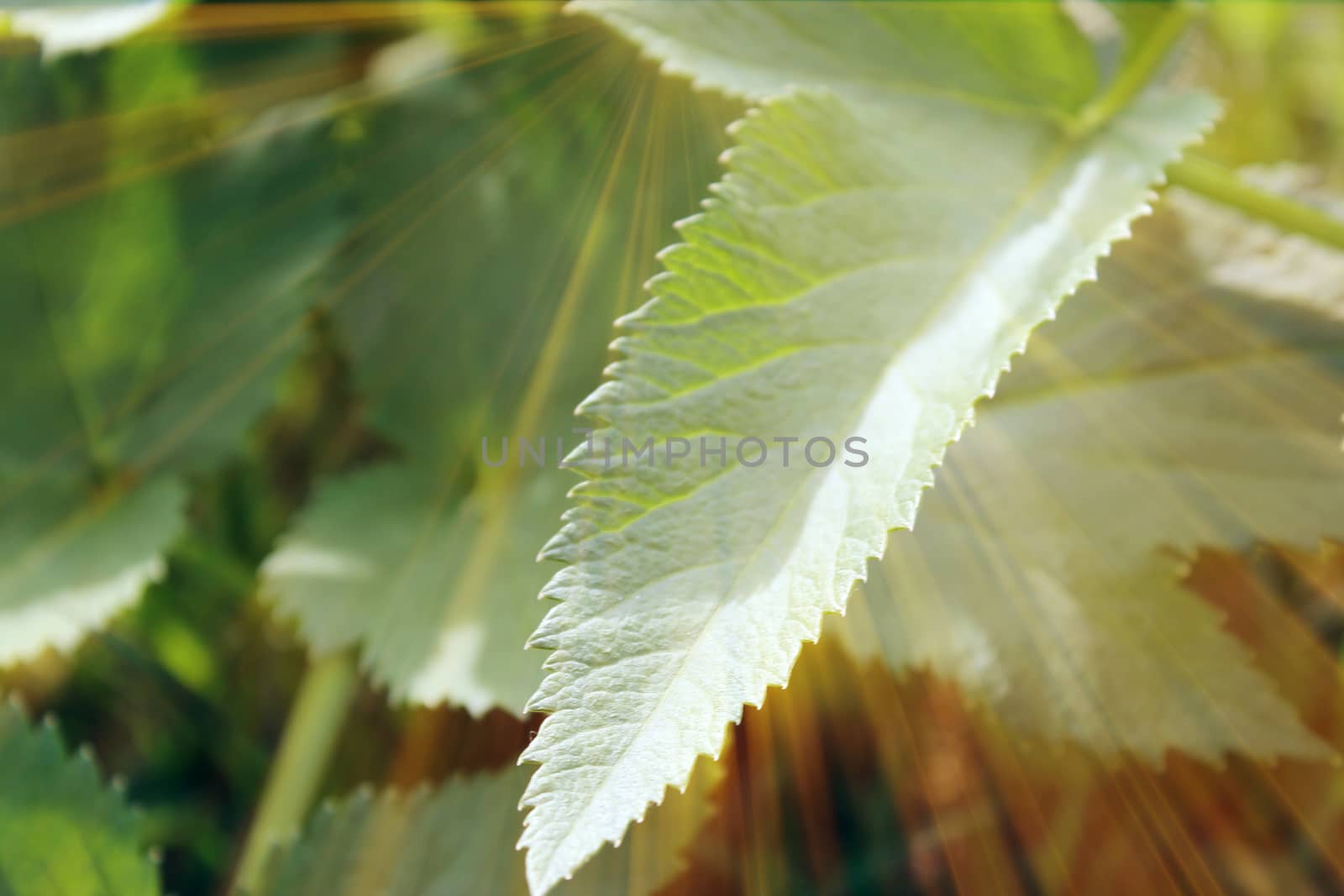 Magic leaves. Composition of leaves and rays. Natural background