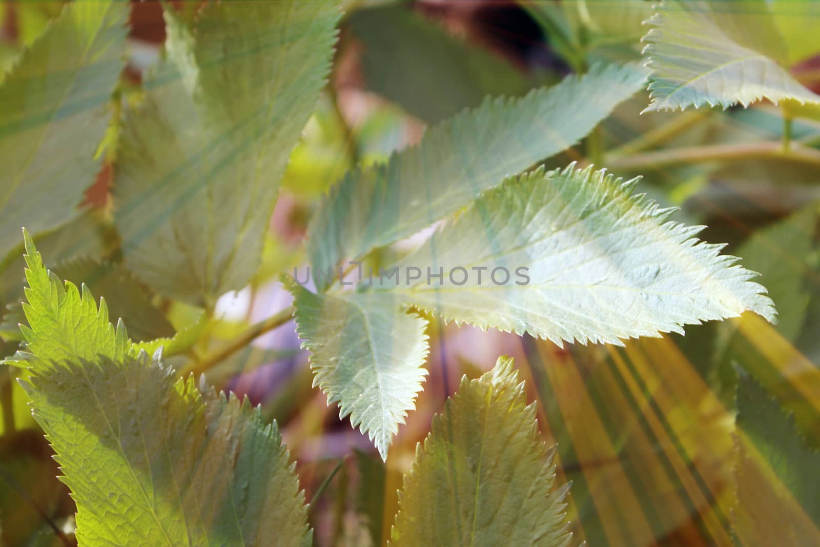 Magic leaves. Composition of leaves and rays. Natural background
