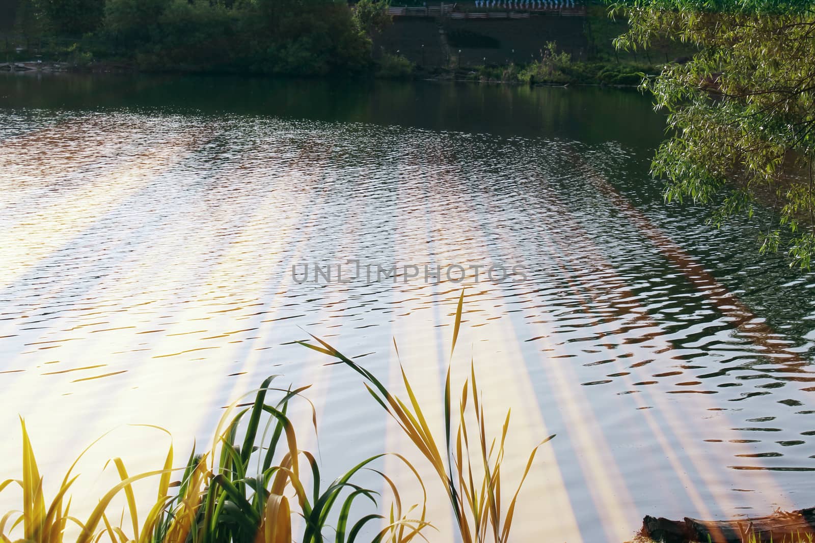 Magic pond. Composition of a pond and rays. Natural background