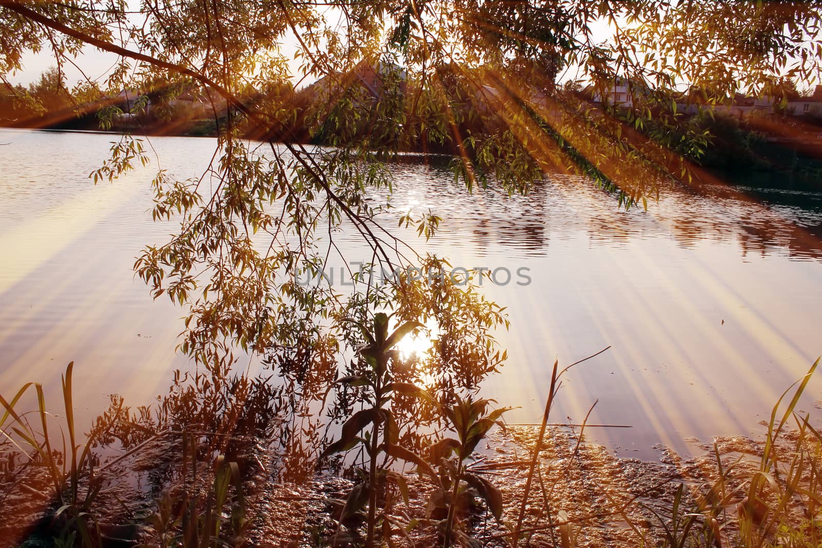 Magic pond. Composition of a pond and rays. Natural background