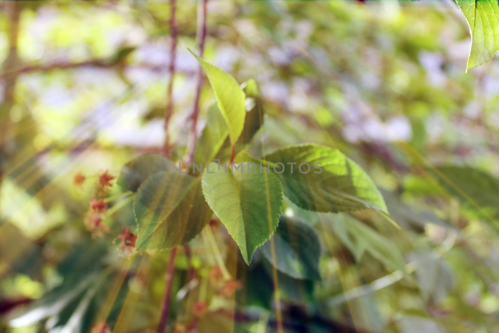 Magic forest. Composition with rays of light by nolimit046