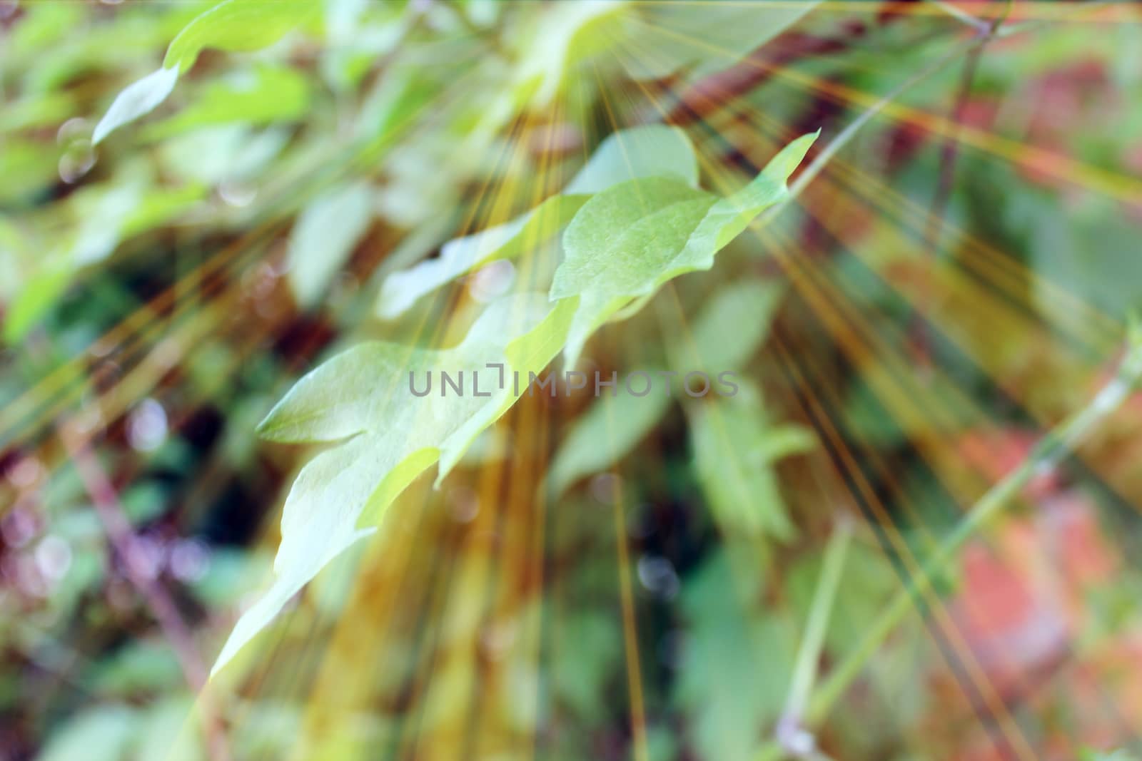 Magic leaves. Composition of leaves and rays. Natural background