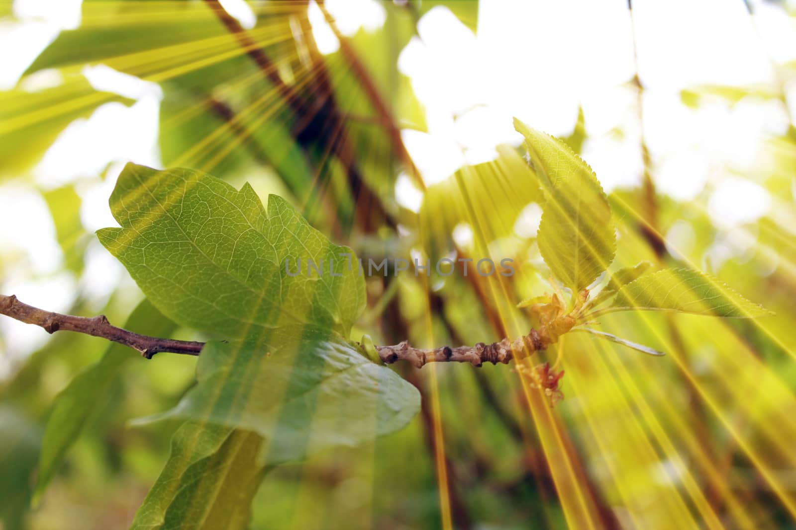 Magic leaves. Composition of leaves and rays. Natural background
