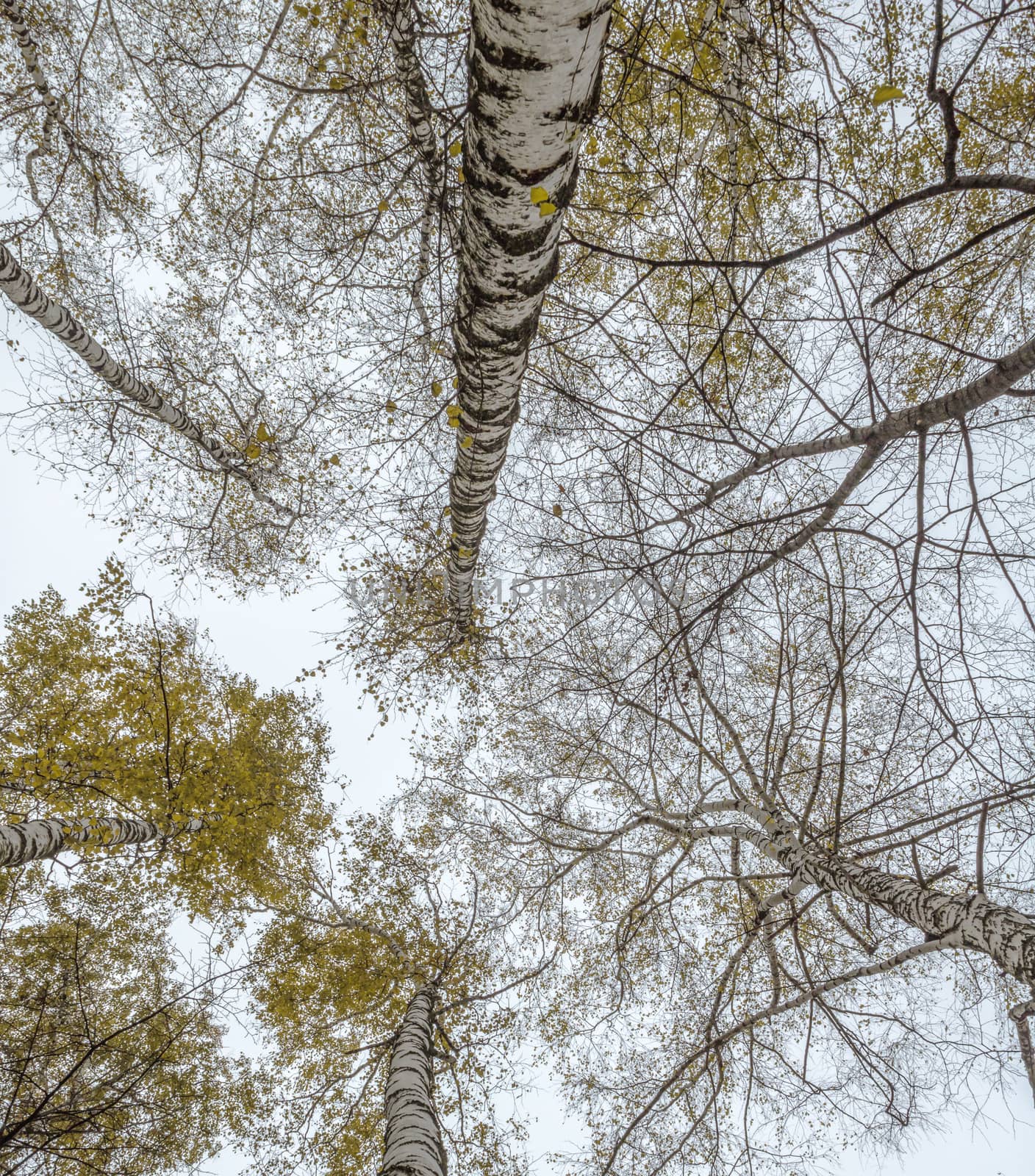 A variety of birch crown in the autumn forest against  the gray  by dpetrakov