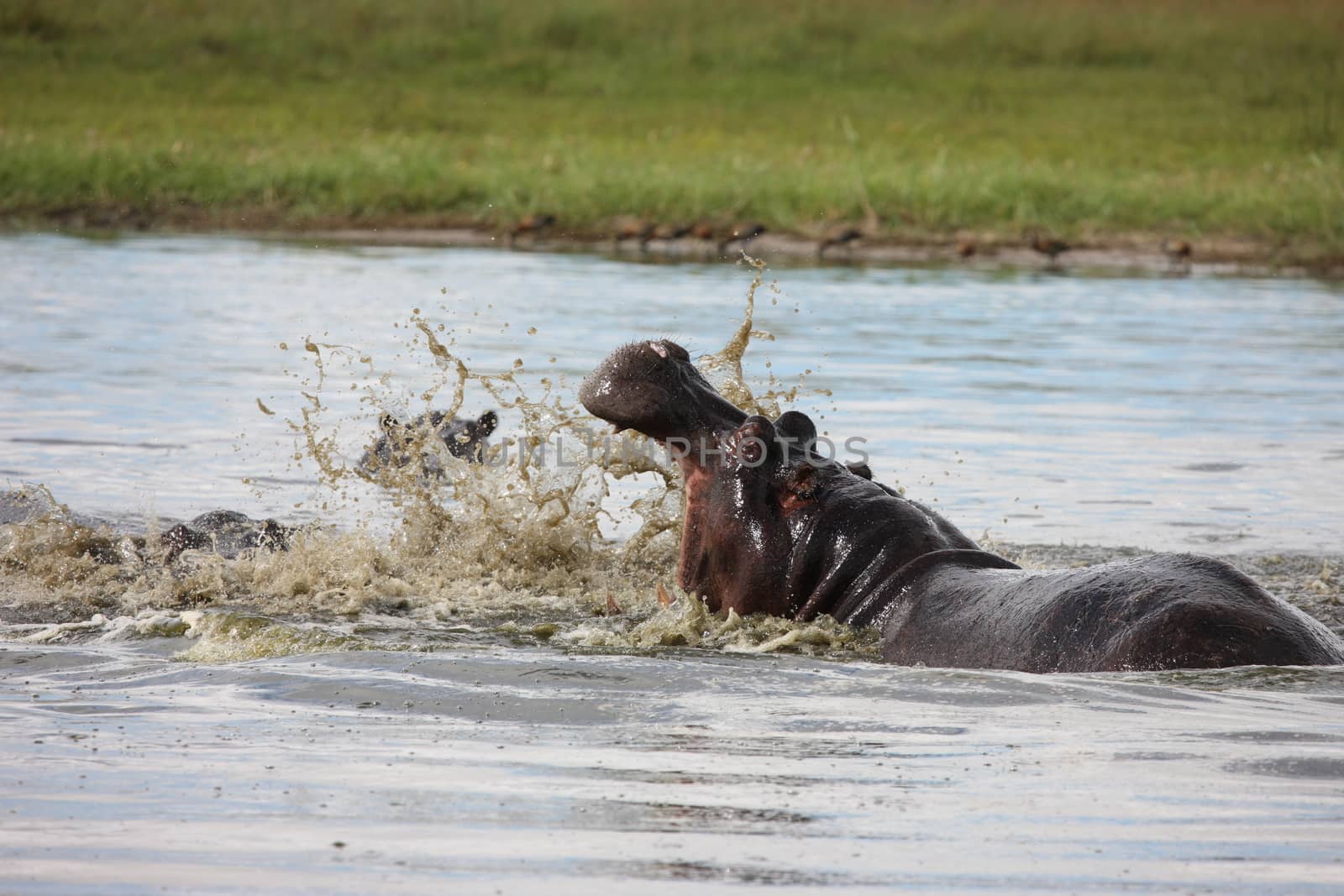 Wild Hippo in African river water hippopotamus (Hippopotamus amphibius) by desant7474