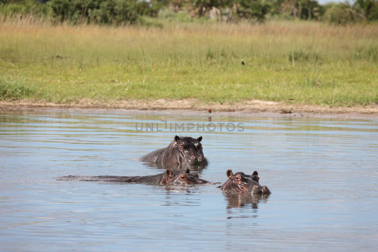 Wild Hippo in African river water hippopotamus (Hippopotamus amphibius)