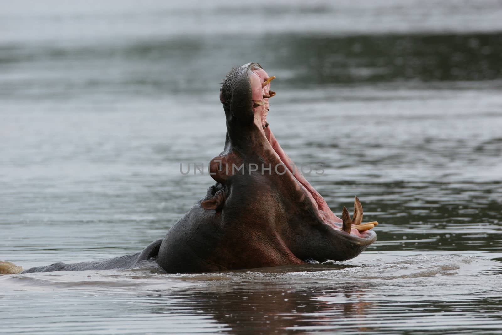 Wild Hippo in African river water hippopotamus (Hippopotamus amphibius)