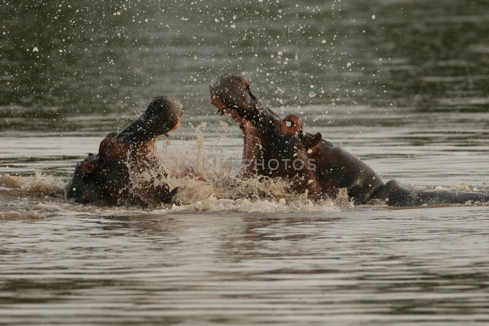 Wild Hippo in African river water hippopotamus (Hippopotamus amphibius)