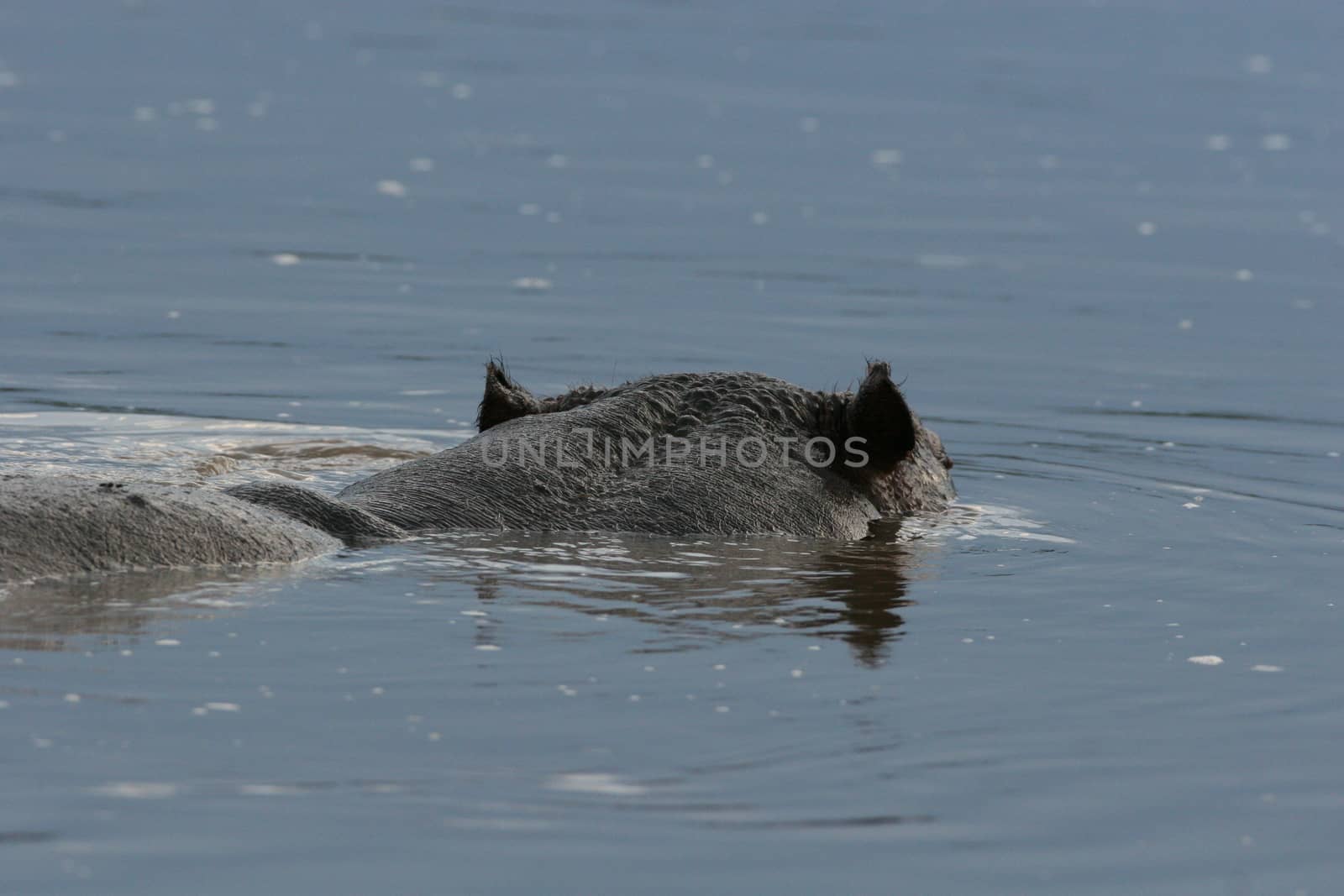Wild Hippo in African river water hippopotamus (Hippopotamus amphibius) by desant7474