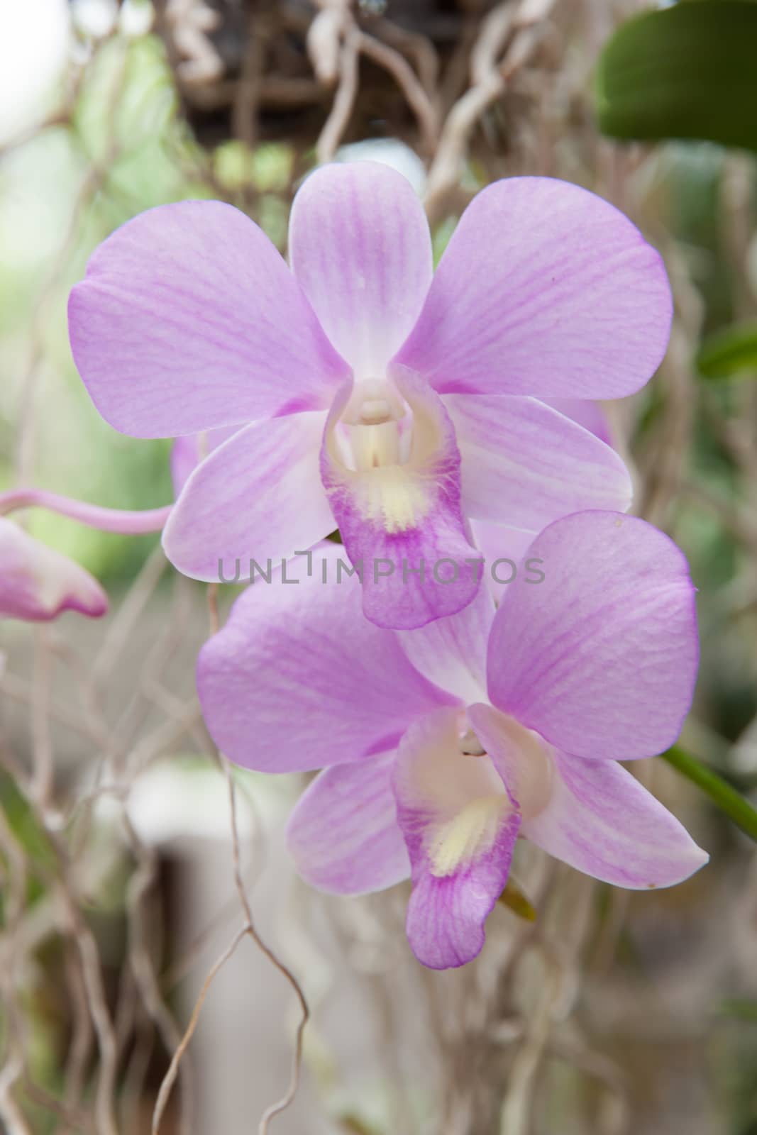 Beautiful purple orchid flower and green leaves background in the garden