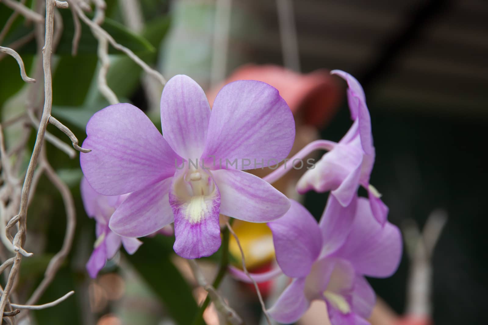 Beautiful purple orchid flower and green leaves background in the garden