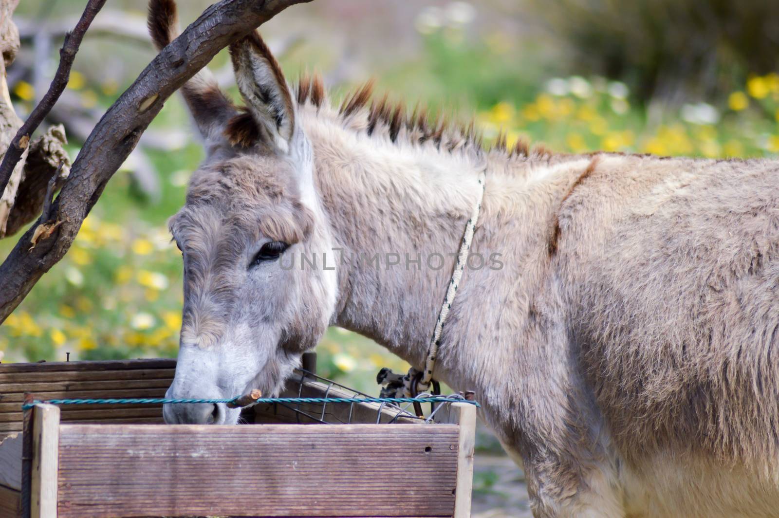 Gray donkey in its manger in a prairie on the island of Crete